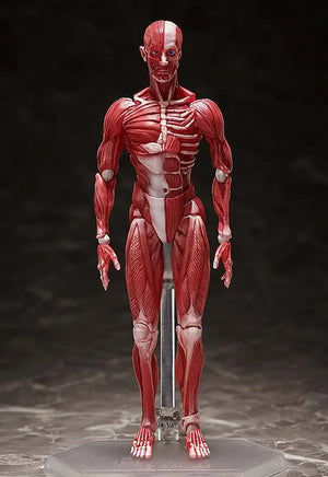 [PREORDINE] Figma Human Anatomical Model - Action Figure